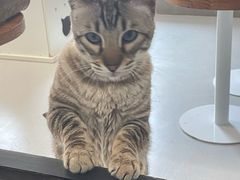 -Cappucimeow猫咪咖啡馆(韦伯时代店)
