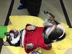 -逗柴咖啡屋·狗咖猫咖宠物桌游