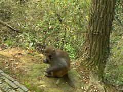 -苏州上方山国家森林公园