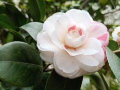 -如意馄饨(太平北路店)