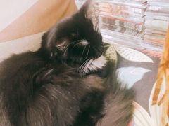 -猫色咖啡·猫咖