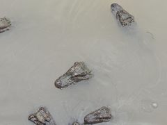 -中国扬子鳄村