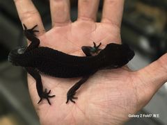 -酷以爬仙阁实体爬宠店·守宫·蜥蜴·专业繁育