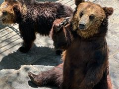 -西霞口神雕山野生动物世界