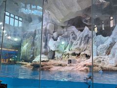 -帝企鹅自助餐厅•儿童岛•真企鹅(长隆企鹅酒店)