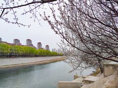 -桃花堤公园
