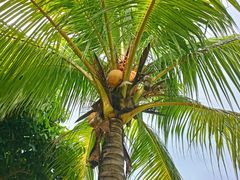 -渔家火锅·海鲜自助餐·演艺(亚龙湾天域酒店)