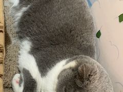 -滚猫咖啡·猫咖·猫友好撸猫(未来城店)