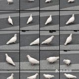 森林公园二刷