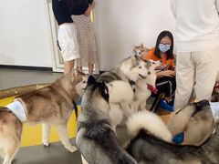 -Husky Go! 哈士奇体验馆·宠物咖啡厅狗咖