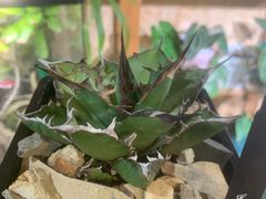 -Rabbit Cafe私房西餐甜点咖啡(栖霞路店)