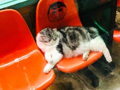 -猫咪博物馆(顶澳仔猫街店)
