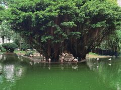 -九龙公园