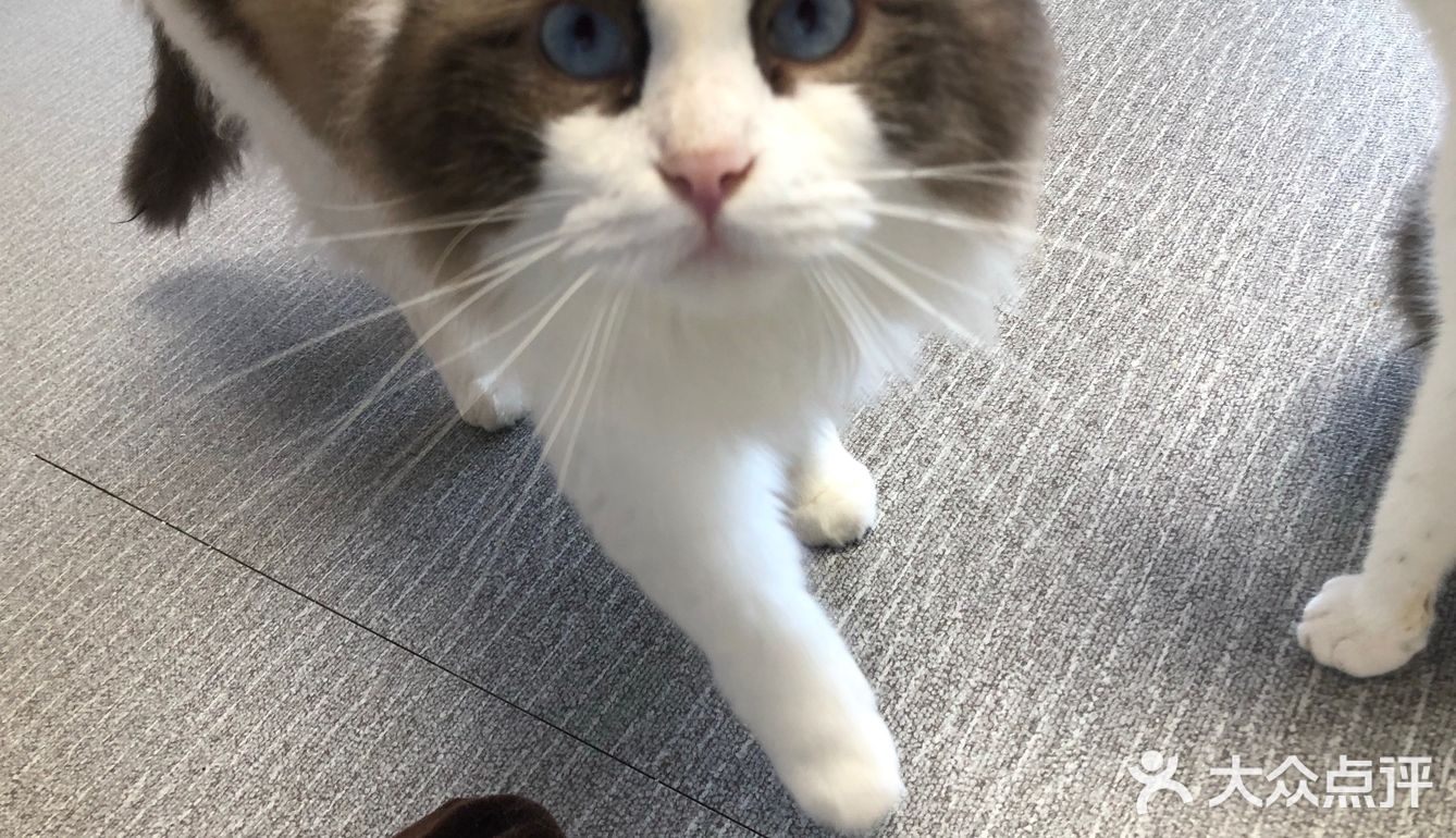 臭脸大哥/臭脸小妹，其实巨粘人