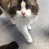 臭脸大哥/臭脸小妹，其实巨粘人