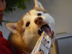 -Husky Go! 哈士奇体验馆·宠物咖啡厅狗咖