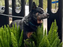 -J Create城市露营咖啡·简餐·宠物(上海动物园店)