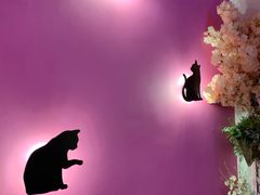 -70cat德文卷毛猫·缅因猫纯种猫舍