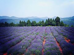 -中国香山·寿香谷
