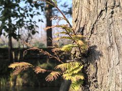 -上海长兴岛郊野公园