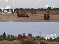 -亿利库布其七星湖沙漠生态旅游区