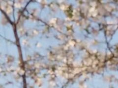 -高东镇樱花园