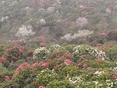 -贵州百里杜鹃风景名胜区