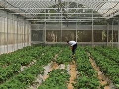 -前小桔亲子创意农场·草莓采摘·露营烧烤