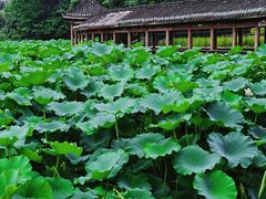 -龙头寺公园