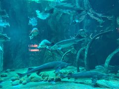 -华夏文旅海洋公园