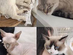-共舞时光猫咖·狗咖(新街口店)