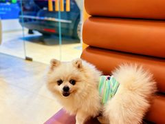 -翊宠yipet猫狗购宠庄园犬舍•猫舍