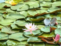 -国家植物园南园