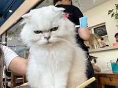 -猫小院猫主题餐厅(南锣旗舰店)