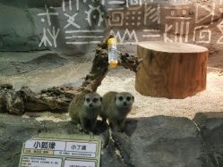 -Zoolung Zoolung动物主题公园(海信广场店)