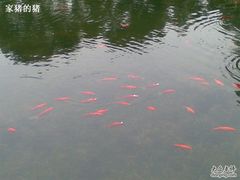 -江湾体育中心游泳馆