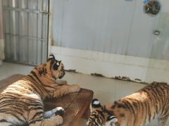 -深圳野生动物园