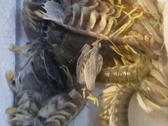 -盒马鲜生(悦峰店)