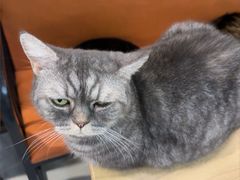 -豆逗聊愈猫阁Easy Life