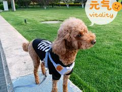 -达爱动物医院·犬猫分区·CT·复杂眼科(远洋山水分院)