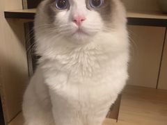 -艾贝尔宠物医院·狂犬免疫点(江山金象城店)