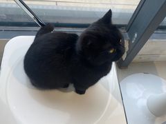 -怪兽屋·羊驼·猫咖·狗咖(俊华广场店)