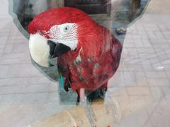 -青藏高原野生动物园