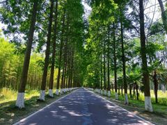 -黄海国家森林公园