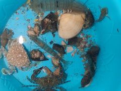 -巨鹏飞梦幻海岸