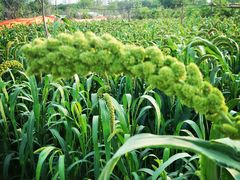 -永定河休闲森林公园