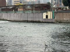 -九眼桥码头旧址
