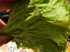 -新石器烤肉(中房金谊广场店)