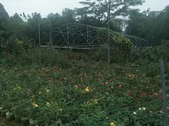 -三圣花乡旅游区