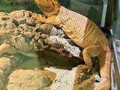 -帕帕拉兹宠物(亚洲旗舰店)